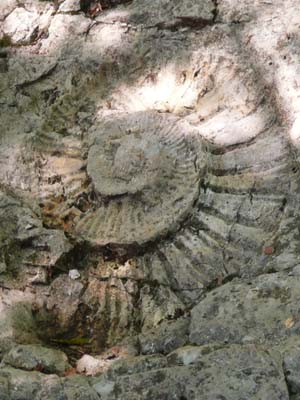 ammonite-massif-calcaire