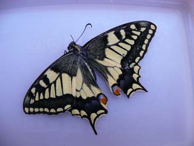 machaon