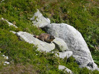 marmotte-lauziere