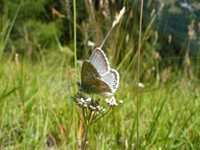 papillon-sable