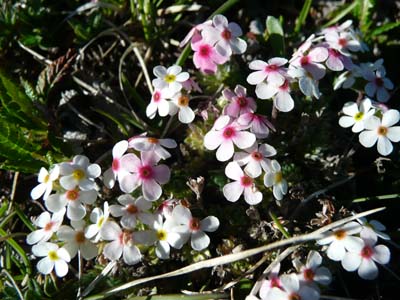 androsace-vercors