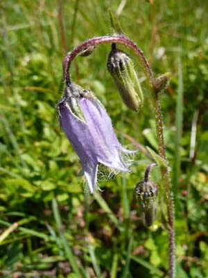 campanule-barbue-lauziere