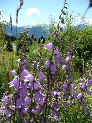 campanule-fausse-raiponce-lauziere