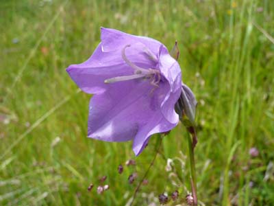 campanule-rhomboidale-lauziere