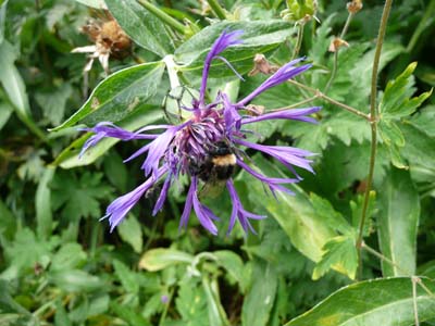 centaurea-montana-ou-bleuet-vivace.lauziere