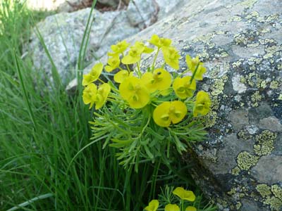 euphorbe-faux-cypres-vercors