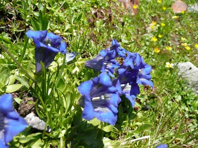 gentiane-acaule-belledonne