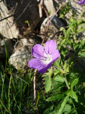 geranium-sylvatique-vercors