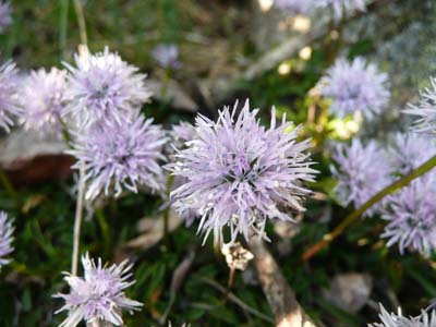 globulaire-a-feuilles-en-coeur-vercors