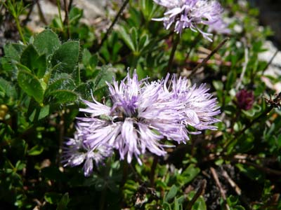 globulaire-feuilles-en-coeur-vercors