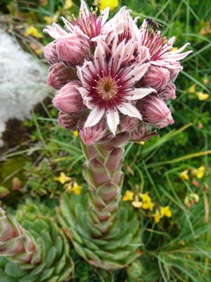 joubarbe-des-toits-bis-belledonne