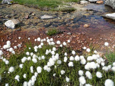 linaigrette-de-scheulzer-vanoise