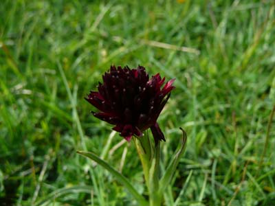 orchis-vanillee-ou-nigritelle-noiree-vercors-orig