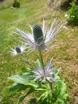 panicot-des-alpes-belledonne