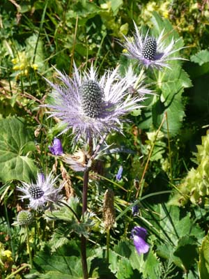 panicot-des-alpes-lauziere