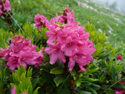 rhododendron-ferrugineux-belledonne