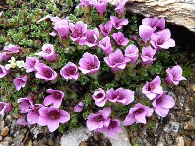 saxifrage-a-feuilles-opposees-vanoise