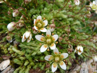 saxifrage-fausse-mouss-vanoise