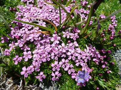 silene-acaule-belledonne