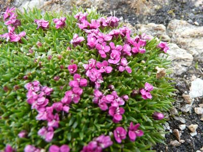 silene-acaule-vanoise