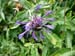 centaurea-montana-ou-bleuet-vivace.lauziere
