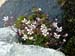 saxifrage-etoile-belledonne