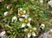 saxifrage-fausse-mouss-vanoise