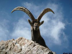 Eric Picollet, mountain guide in the Alps, specialized in tracking and watching mountain wildlife 