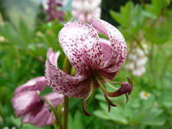 Rando Alpes & flore alpine