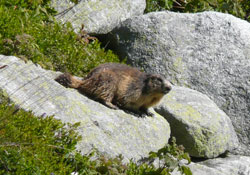 Randonnée Alpes, marmotte 