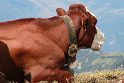 Randonnée Alpes, Abondance