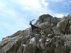 Randonnée Alpes, bouquetin