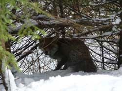 Tracking and watching chamois, ibex, dear. Moutain guide specialized in moutain wildlife.