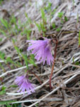 Rando dans les Alpes, flore des massifs alpins