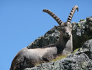 Rando Alpes et affut animalier avec mat&eacute;riel d'observation